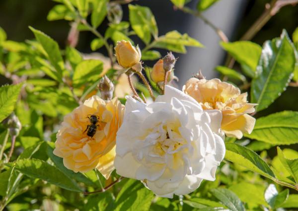Ghislaine de Féligonde  Rosa multiflora Hybride  Ramblerrose